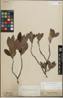 Foto von Salix lapponum L. x Salix silesiaca Willd.